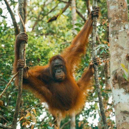 Orangutan & Restoration Camp Villa Kumai Exterior photo