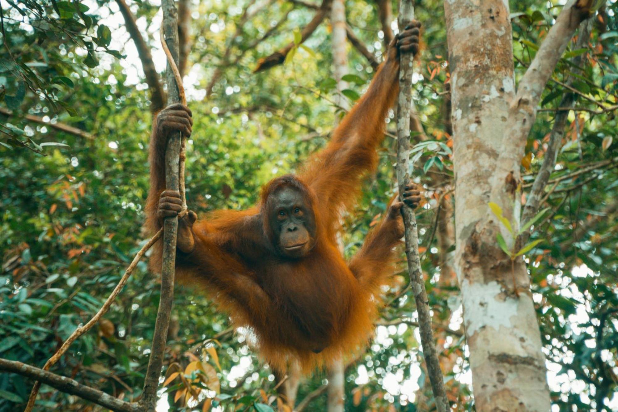 Orangutan & Restoration Camp Villa Kumai Exterior photo